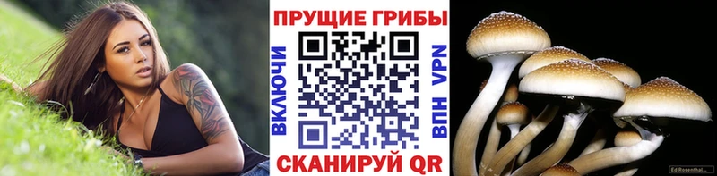 Псилоцибиновые грибы Cubensis  kraken зеркало  Колпашево 